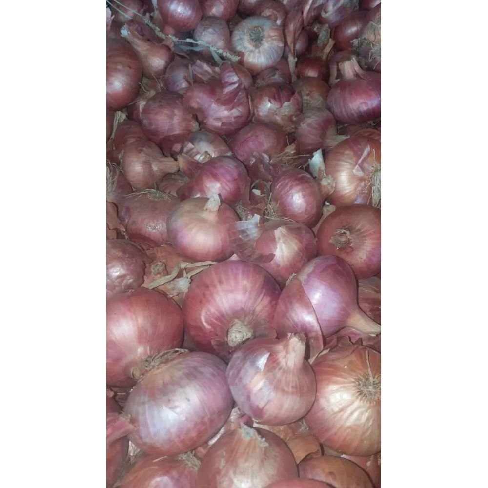 B Grade Dry Desi Organic Pink Onion, For Food, Maharashtra