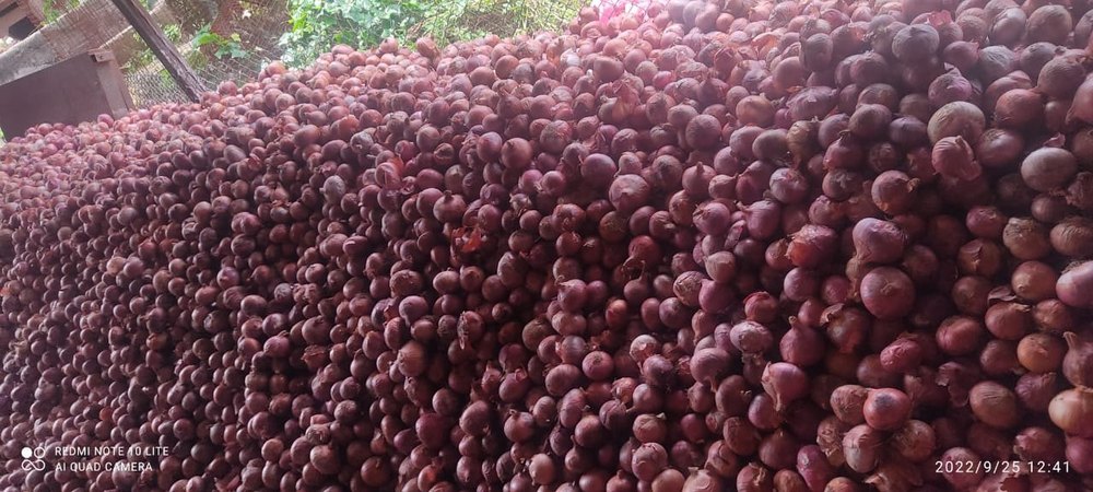 A Grade Dry Organic Onion, Gunny Bag, Packaging Size: 50 Kg