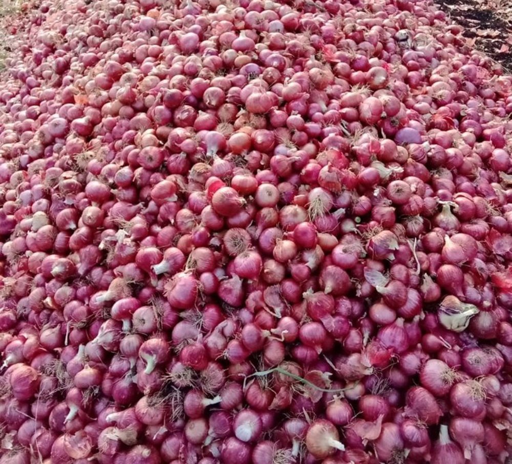 A Grade India Organic Shallots Onion, For Human Consumption, Onion Size Available: Small