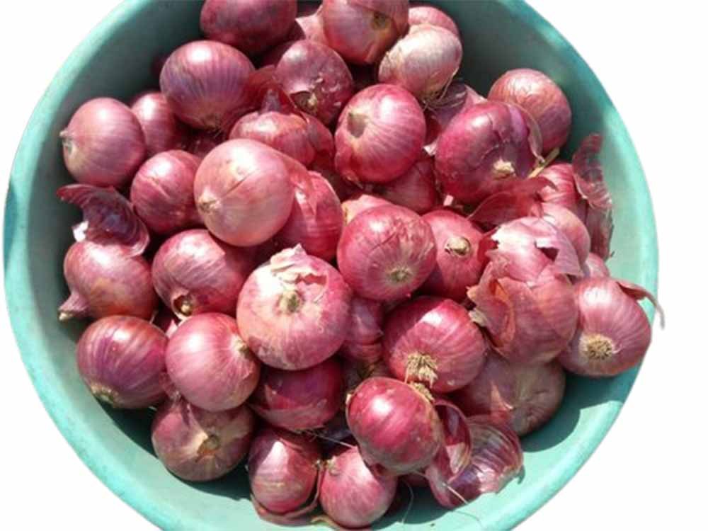 A Grade Dry 25mm Organic Onion, Gunny Bag