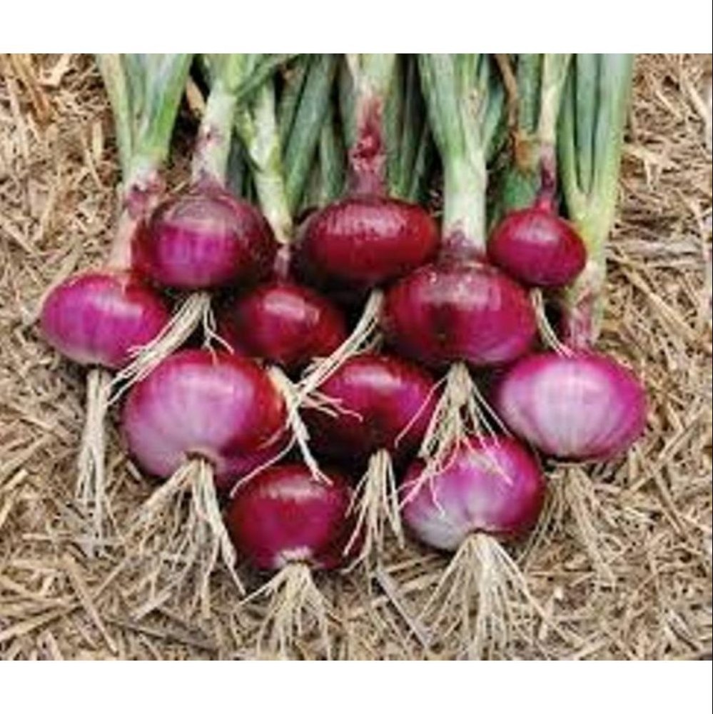 Dried Onion Seeds - Red Creole, Packaging Type: Bulk Tin Pouch Packing, Packaging Size: 10 20 30 Gm 1 kg 2 kg
