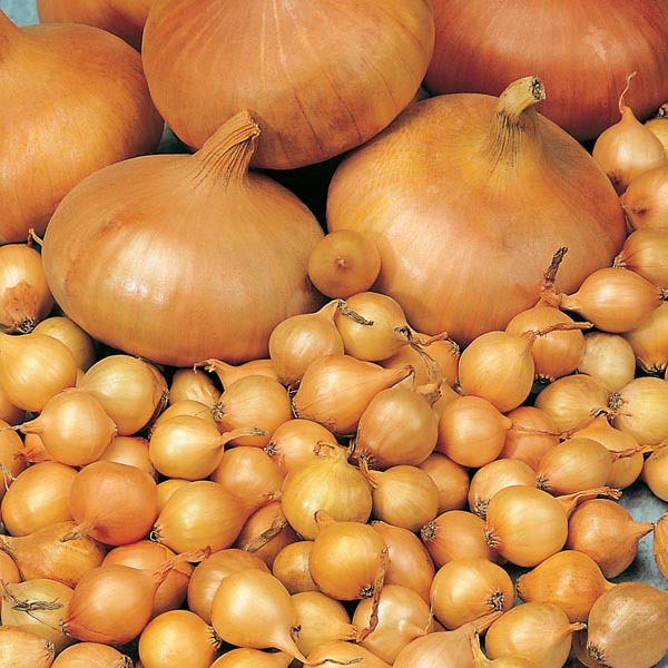 Fresh Brown Onion