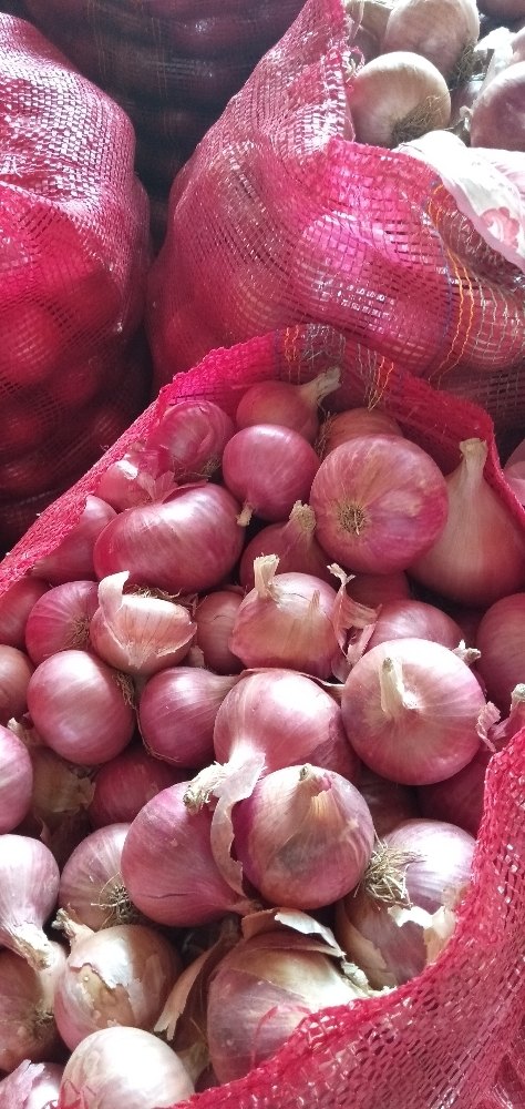 A Grade Maharashtra Onion, Packaging Size: 50 Kg, Onion Size Available: Medium