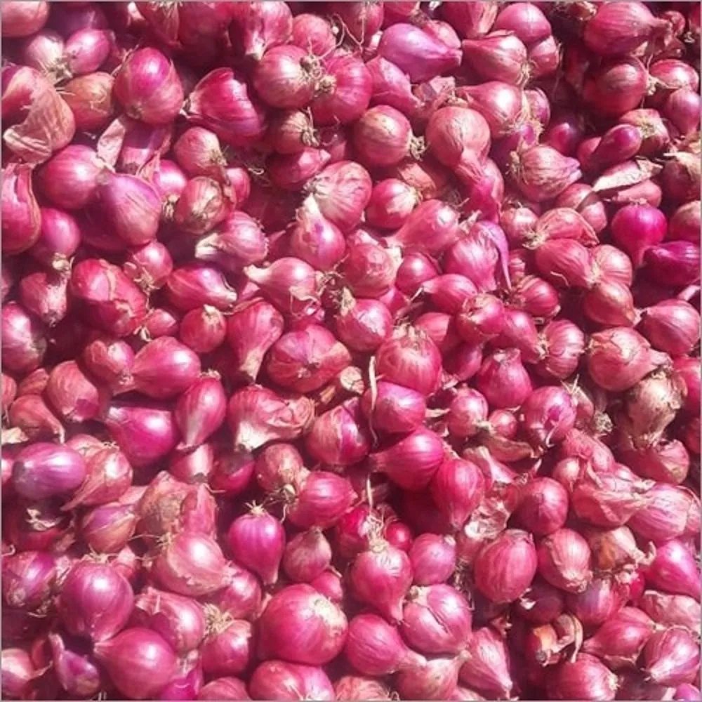 A Grade Tamil Nadu Small Baby Onion, For Food