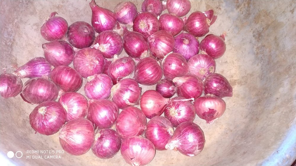 Maharashtra A Grade Baby Onion, Packaging Size: 50 Kg, Onion Size Available: Small