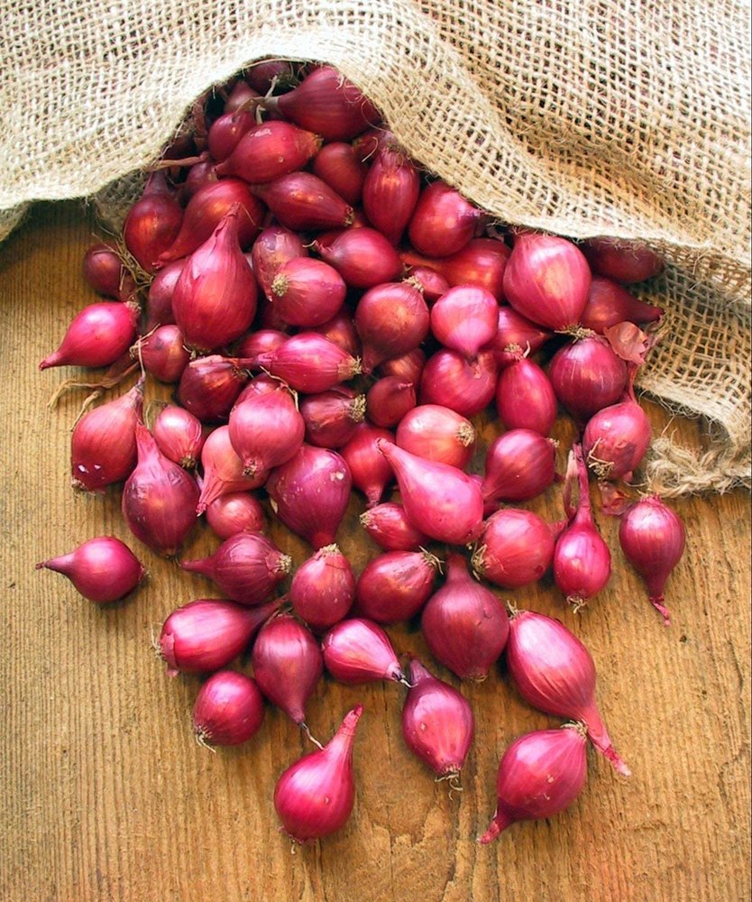 A Grade 10 kg Red Baby Onion, Gunny Bag, Onion Size Available: Small