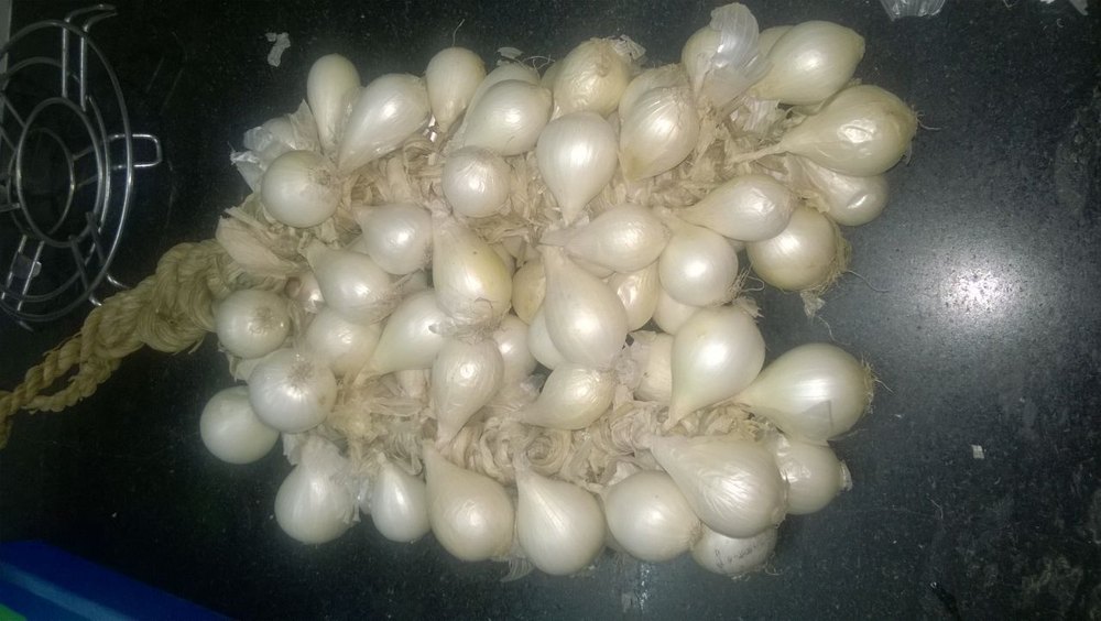 Baby Onion White (Season January to May)