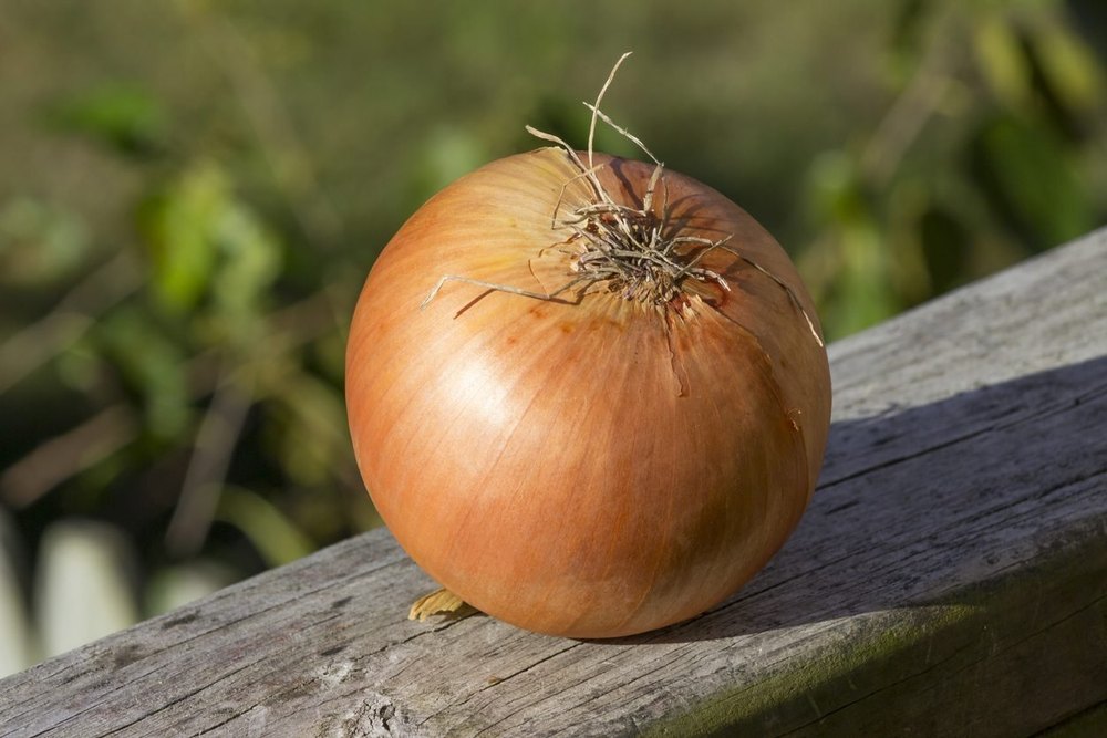 A Grade Dry Organic Sweet Onion, Loose, Onion Size Available: Medium