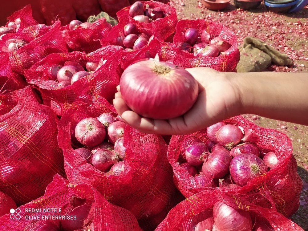 A Grade Maharashtra Onions, Packaging Size: 10 Kg, Onion Size Available: Large