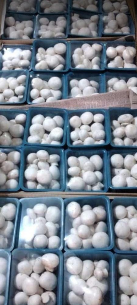 Raipur Button Mushroom, Packaging Type: Box, 20 Gm