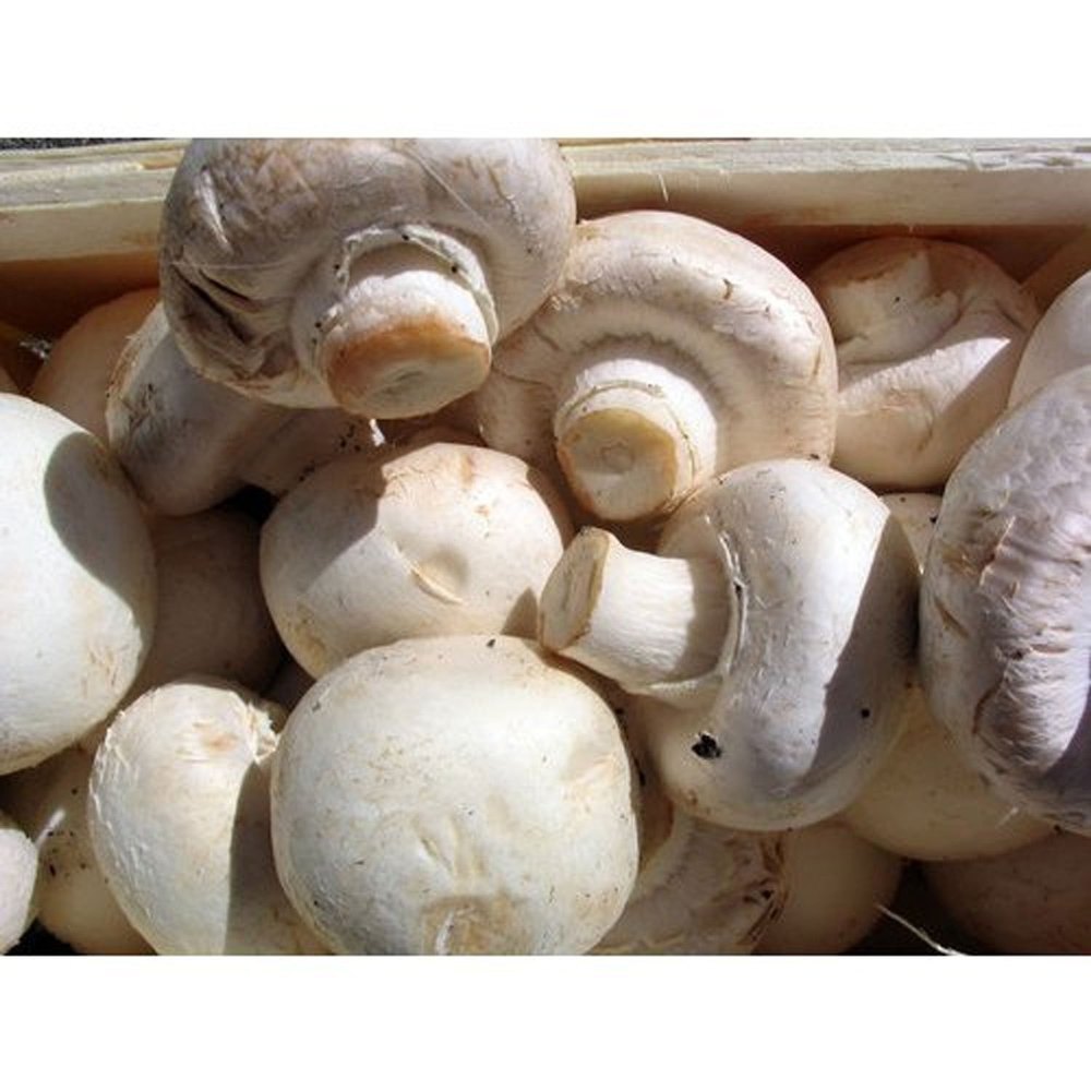 Button Mushroom