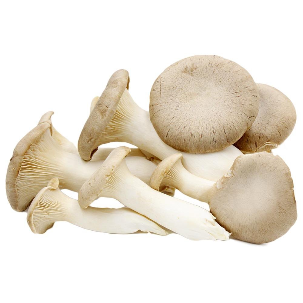 Fresh Oyster Sajarkaju Mushroom, Packaging Type: Loose