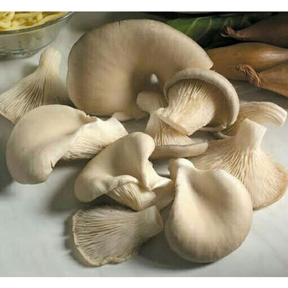 Fresh Oyster Sajor Caju Mushroom, Packaging Type: Loose