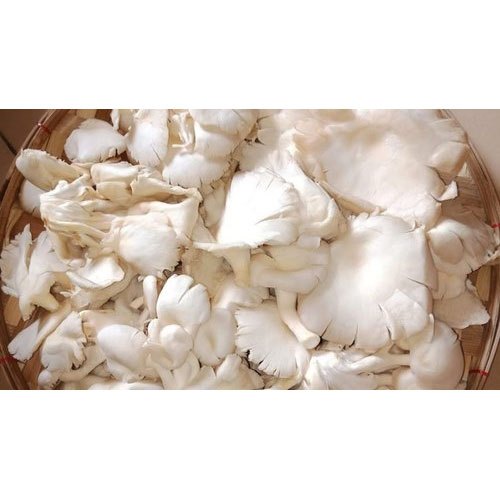 White Oyster Mushroom, Packaging Size: 500gm- 2kg, Packaging Type: PP Bag