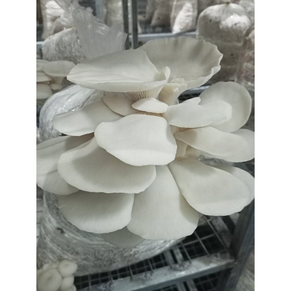 Fresh Oyster Mushrooms, Packaging Type: Loose