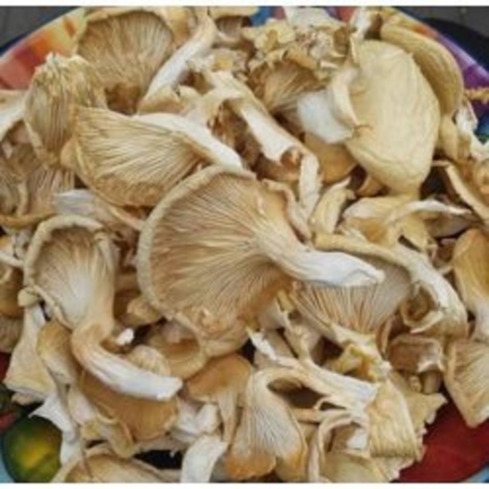 Dry Florida Oyster Mushroom