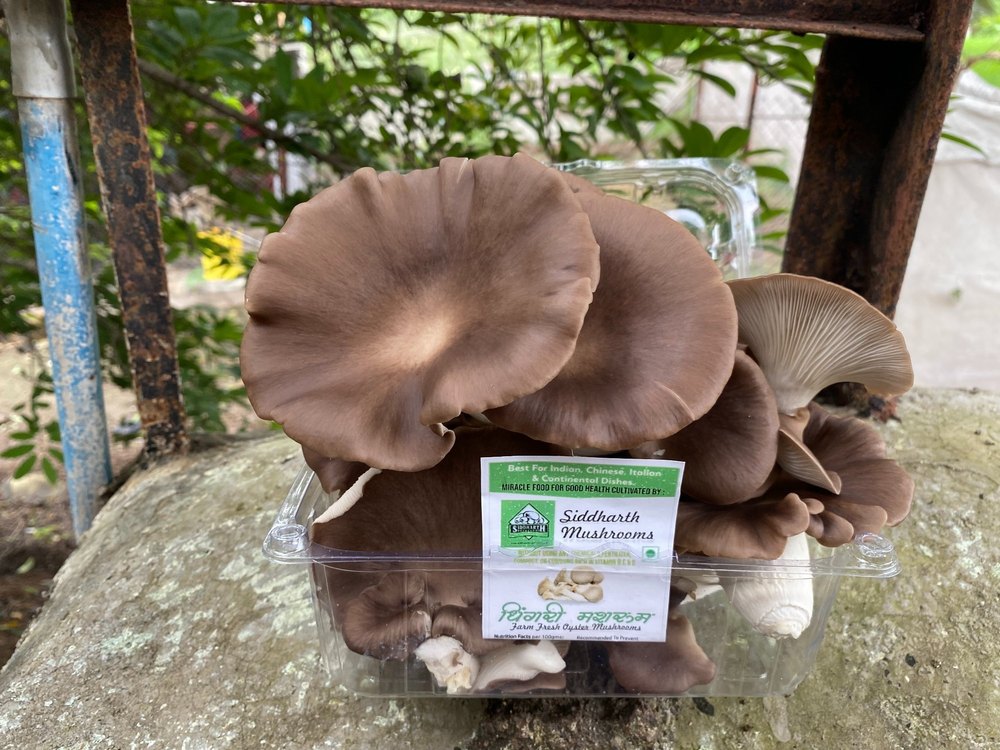 Maharashtra Fresh Dhingri Oyster Mushroom, Packaging Type: Box, Packaging Size: 1kg