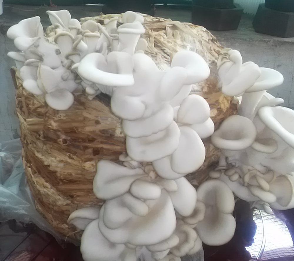 Organic Oyster Mushroom, 55%, Packaging Type: Loose