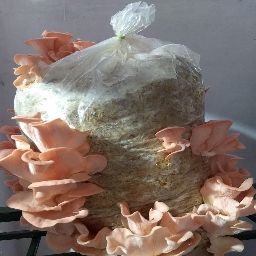 Pink Oyster Mushroom, Packaging Type: PP Bag, Packaging Size: 1 Kg