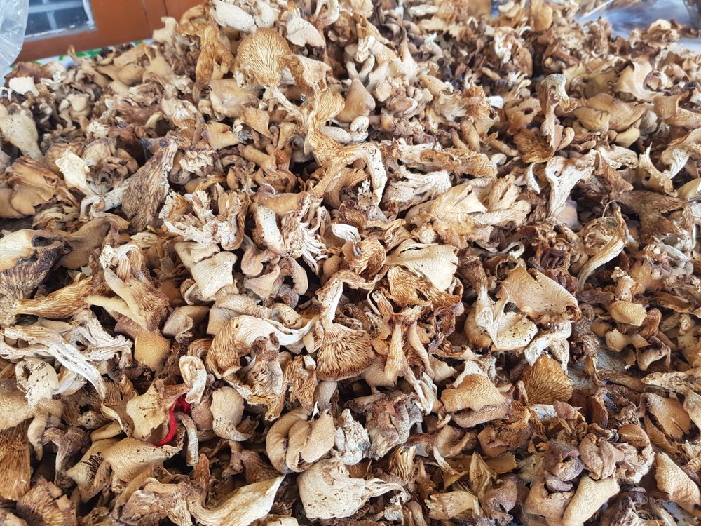 Dried Oyster Mushroom, 2.2 G Per 100g, Packaging Type: Loose