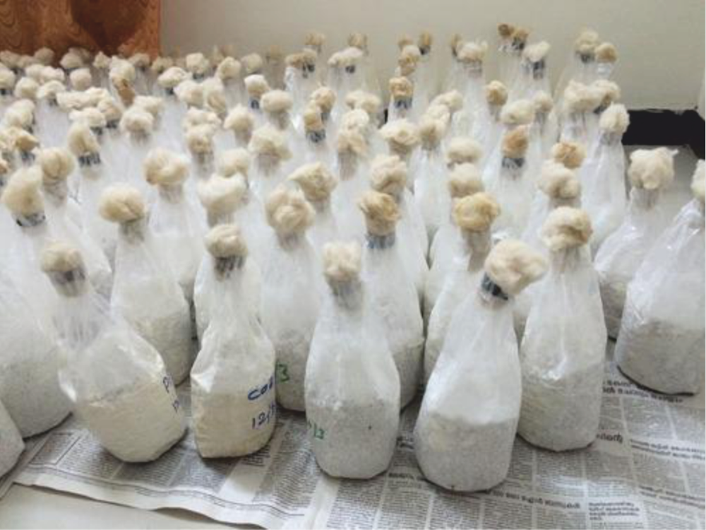 Pan India Oyster Mushroom Spawns (Florida), Packaging Type: Carton