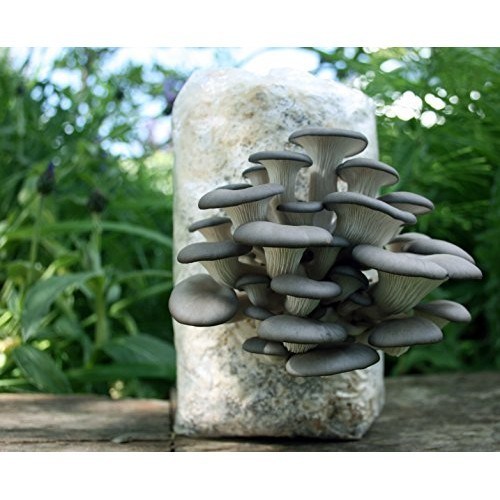 King Oyster Mushroom, Packaging: Plastic Bag
