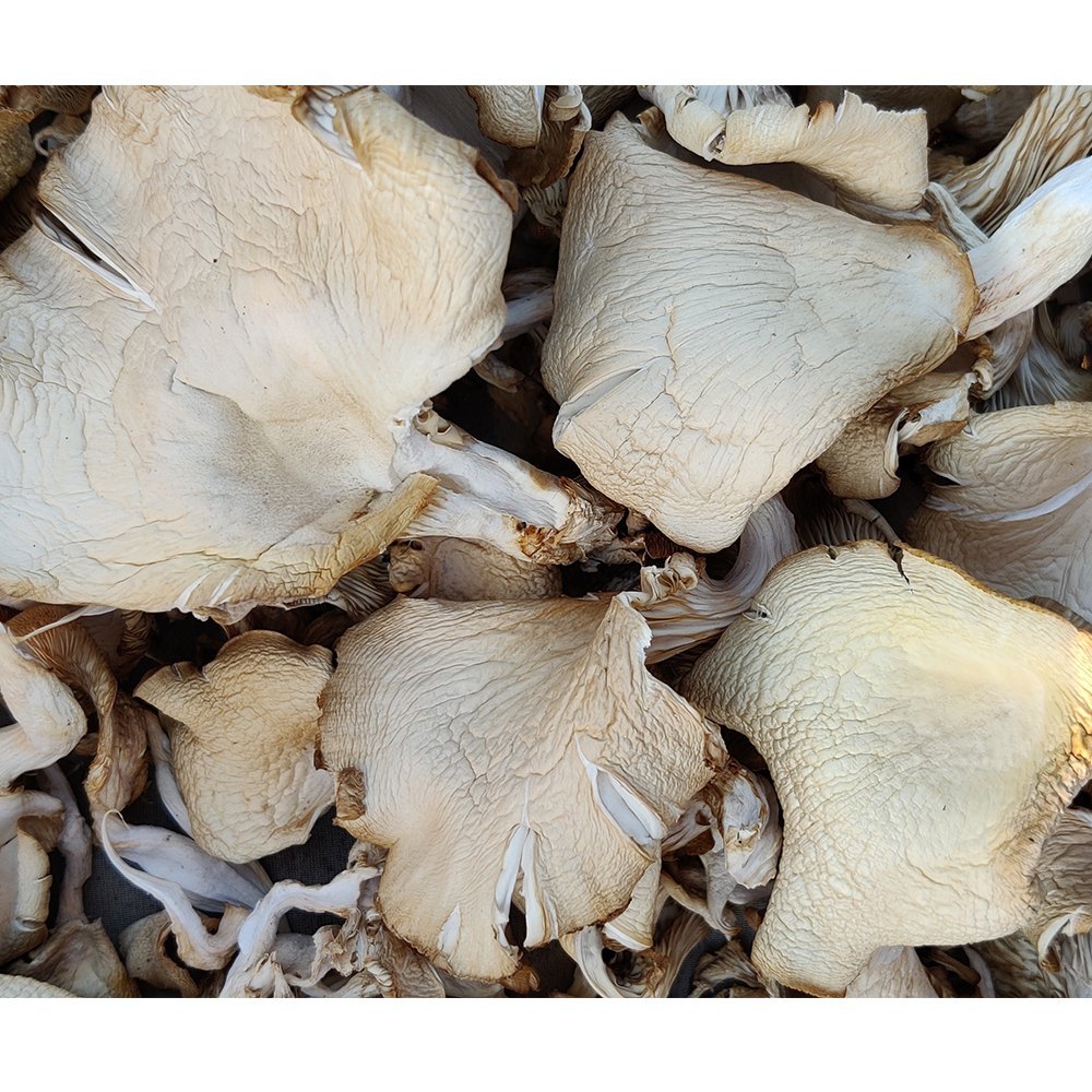 Dry Oyster Mushroom, Packaging Type: Carton