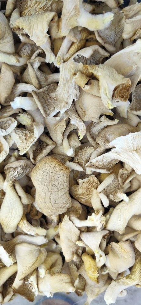 Pan India Dried Oyster Mushroom, Packaging Type: PP Bag, Packaging Size: 50