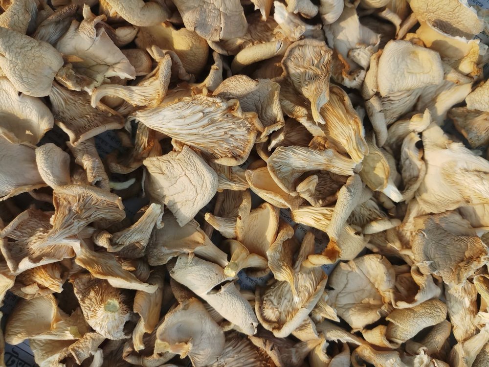 Dry Organic Oyster Mushroom, 3.9 G, Packaging Type: Loose