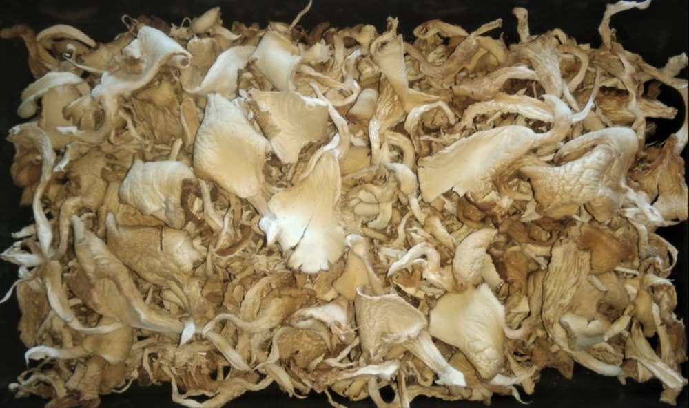 Maharashtra Dry Oyster Mushroom, Packaging Type: PP Bag, Packaging Size: 200gms
