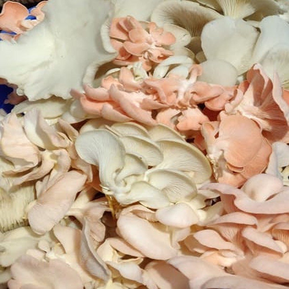 Oyster White And Pink Dry Mushroom, Packaging Type: PP Bag, Packaging Size: 1 Kg