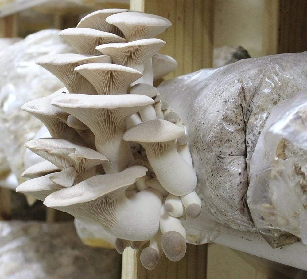 Maharashtra King Oyster Mushroom, 4gm, Packaging Type: Loose
