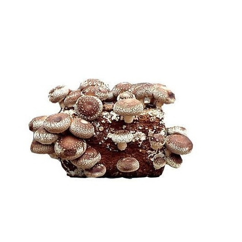 Natural Dried Shiitake Mushroom