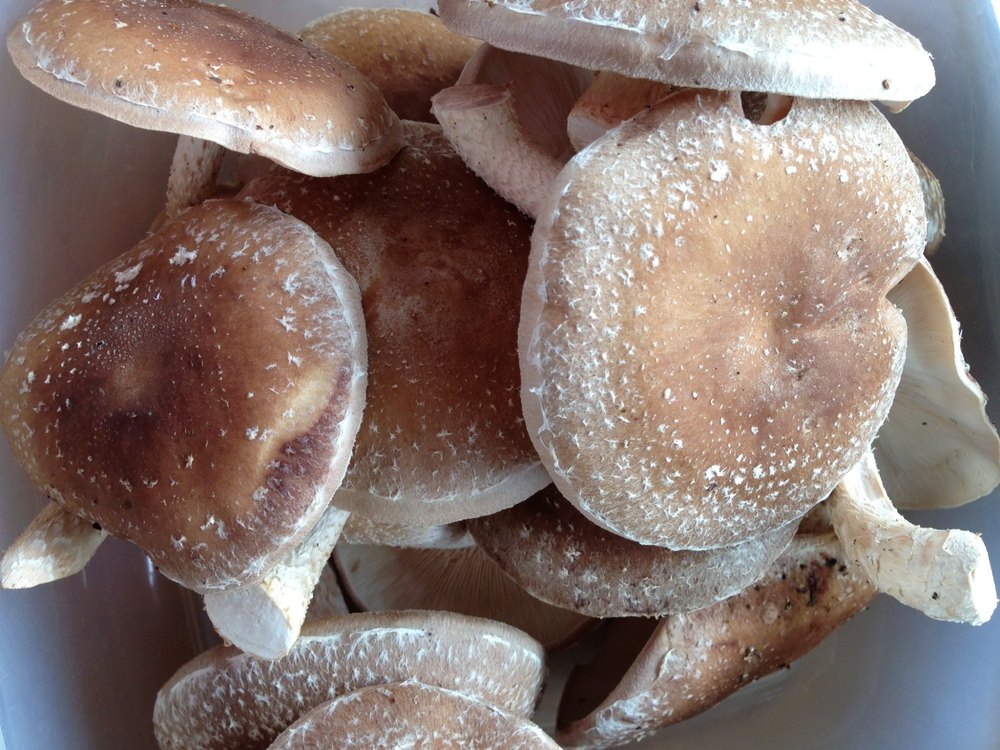 Fresh Shiitake Mushroom, 2.2 G Per 100g, Packaging Type: Loose