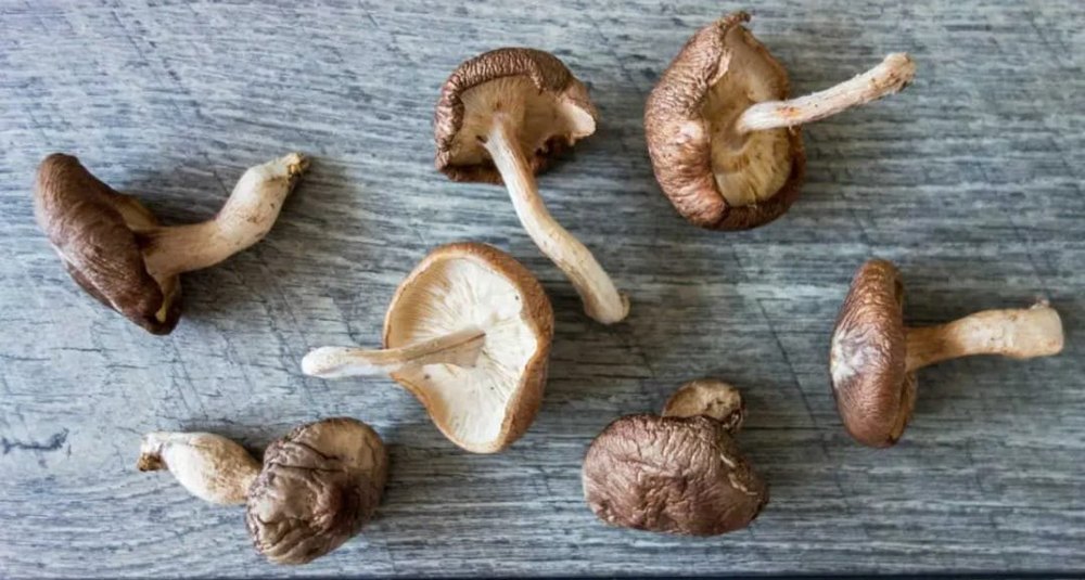 Gwalior Dried Shiitake Mushroom, Packaging Type: Loose