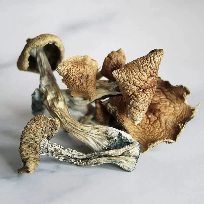 Shitake Mushroom Pan India Psylocibin Mushrooms, Packaging Type: Carton, Packaging Size: 10 Kg