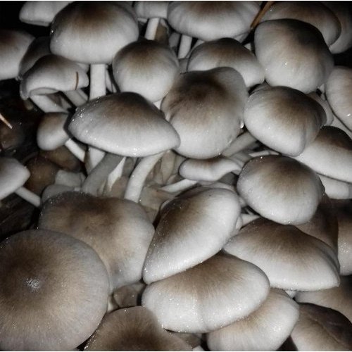 Pan India Paddy Straw Mushroom Spawns, Packaging Type: Carton, Packaging Size: 1kg