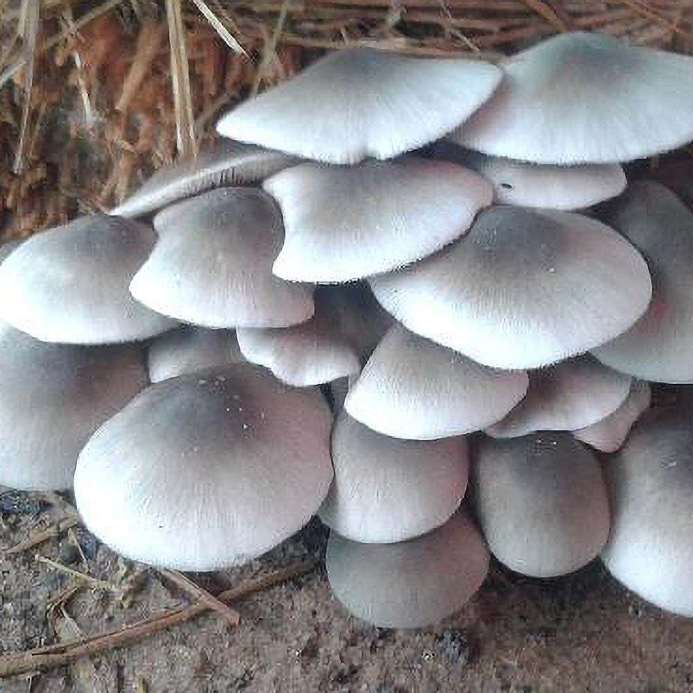 Natural 100% Organic Paddy Straw Mushroom Spawn, Packaging Type: PP Bag, Packaging Size: 200 g