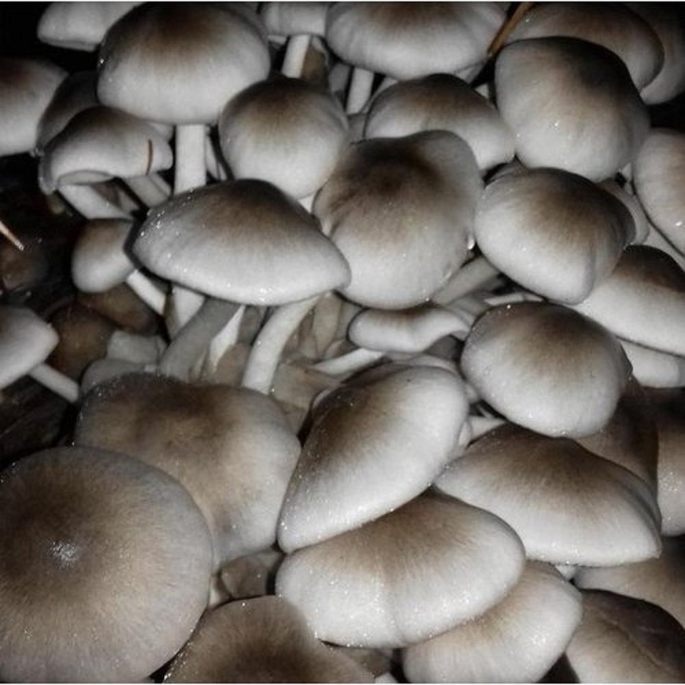 Paddy Straw Mushroom, Packaging Type: Loose