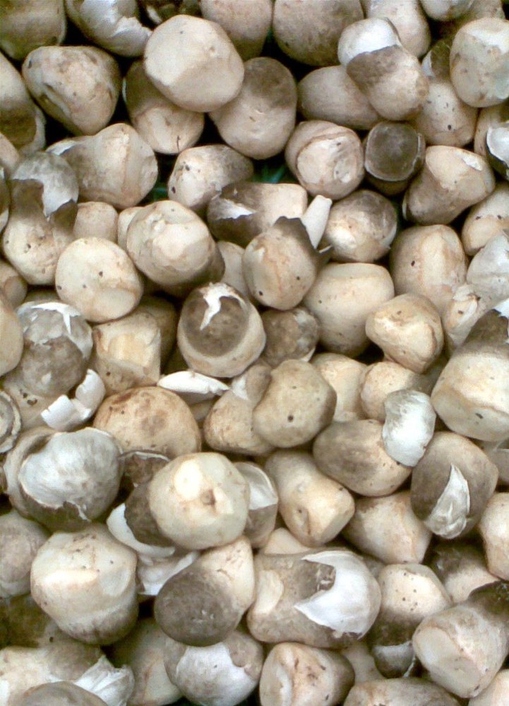 Volvariella Paddy Mushroom Spawn, 45%, Packaging Type: Loose