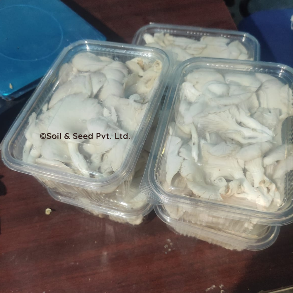 Odisha Fresh Oyster Mushrooms, Packaging Type: PP Bag, Packaging Size: 1 Kg