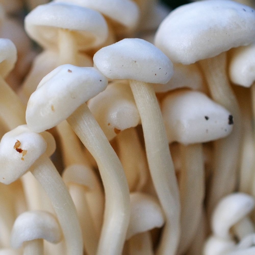 Patrick Site Free Pan India Paddy Straw Mushroom, Packaging Type: Packet