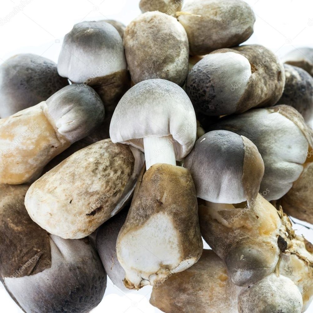 Organic Paddy Straw Mushroom, Packaging Type: Loose