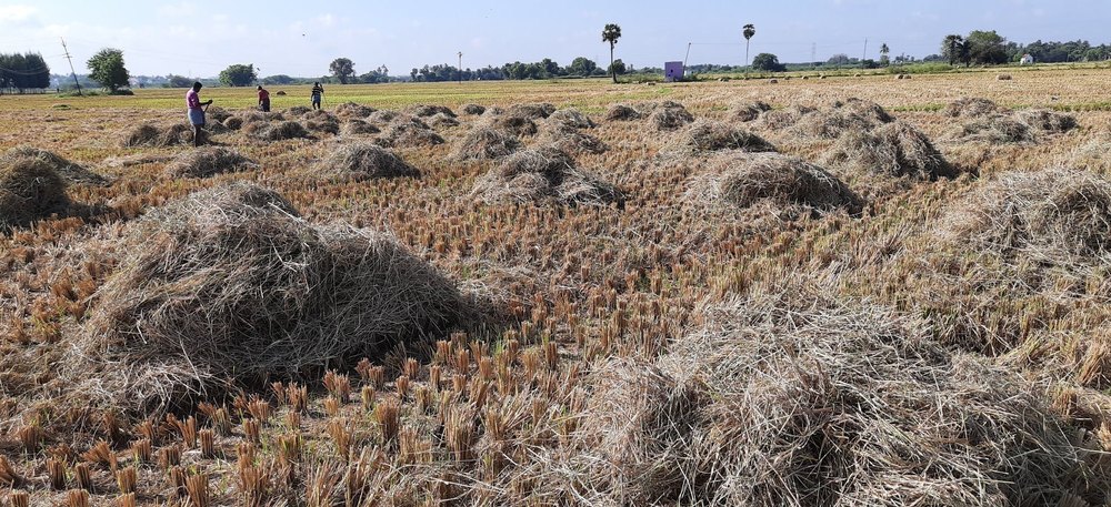 Button Mushroom Tamil nadu Chopped Paddy Straw, Packaging Type: Plastic Bag, Packaging Size: 20 to 30 kgs