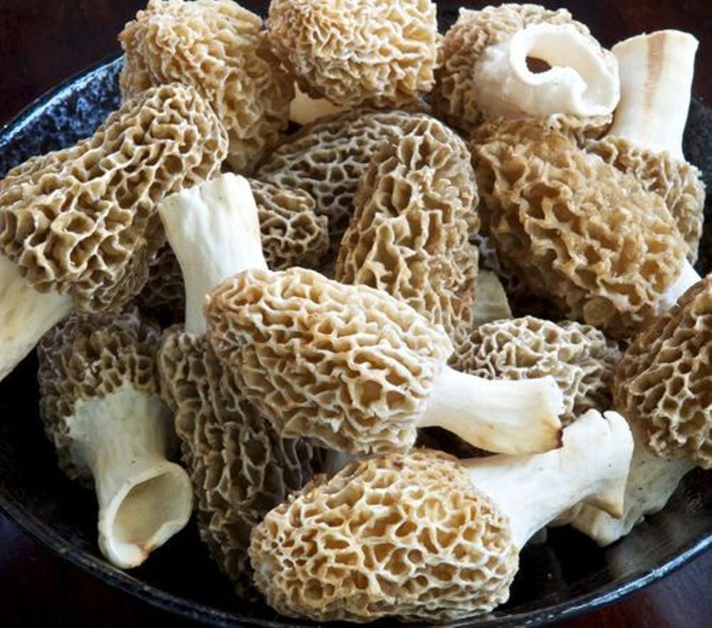Dried Natural Sponge Mushroom
