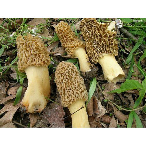 Morchella Mushroom
