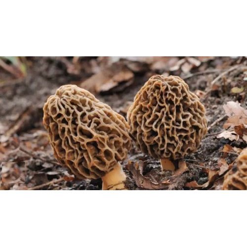Morchella Gucchi Mushroom
