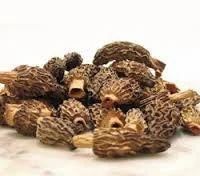 Morchella Esculenta