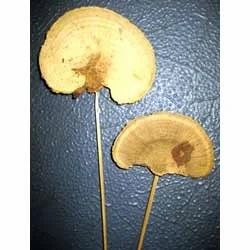 Dried Natural Sponge Mushroom Stem