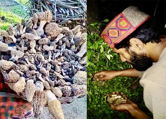 MOREL / GUCHHI / MORCHELLA, Packaging Size: 10 Kg, Rich